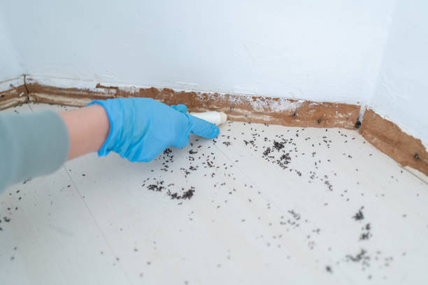 Wasp Removal Services in Campbell, FL